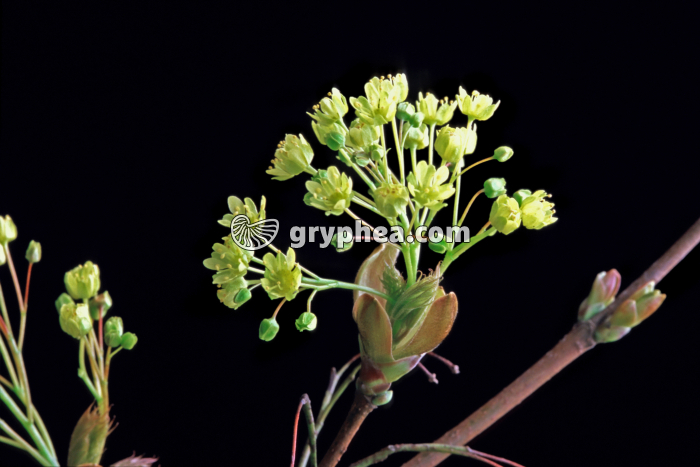 Erable plane (Acer platanoides) - fleurs en grappes - gryphea.com